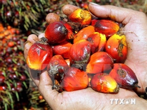 Palm oil is a major contributor to Malaysia's export growth