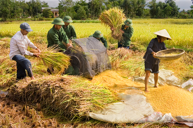 Bộ đội giúp dân thu hoạch lúa - Nguyễn Công Hưng