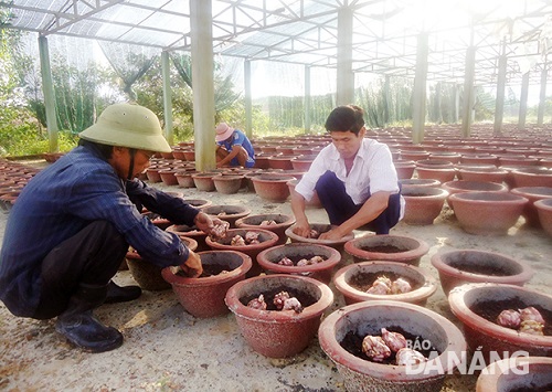 Lily bulbs being planted by employees of the Van Duong Cooperative 