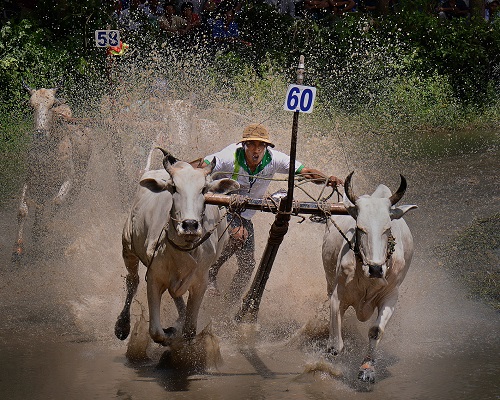  An Exciting Traditional Cow Race by Quach Luc