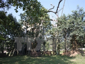 Historic banyan tree in Tan Trao has been revived. (Photo: VNA)