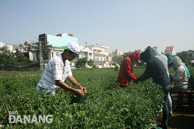 Ông Nguyễn Văn Mỹ (trái) thuê 15 sinh viên lặt búp hoa cúc.