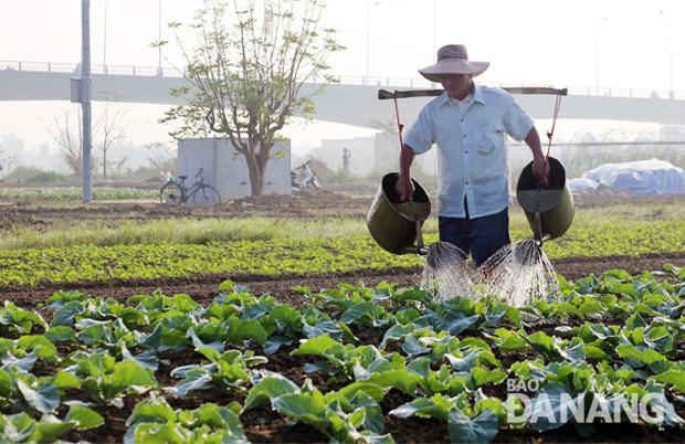 Vùng rau La Hường mang lại thu nhập đáng kể cho nông dân. Ảnh: V.T.L