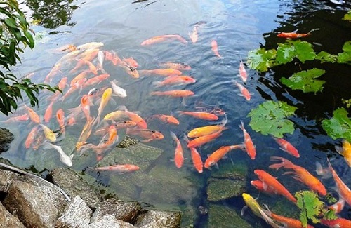 Beautiful Koi fish at the Stone coffee shop