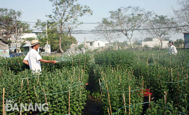 Ông Phan Văn Ngang tưới hoa cúc.