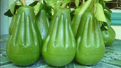  The Buddha's hand pomelos.