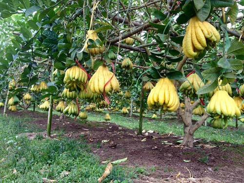 A plantation of Buddha's hand fruits