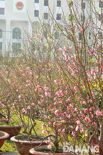  Peach blossom from the Northern region