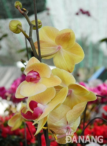 Yellow orchid flowers…