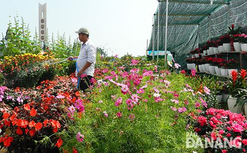     Watering some colourful flowers