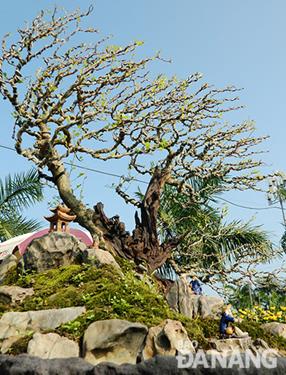  An impressive bonsai garden