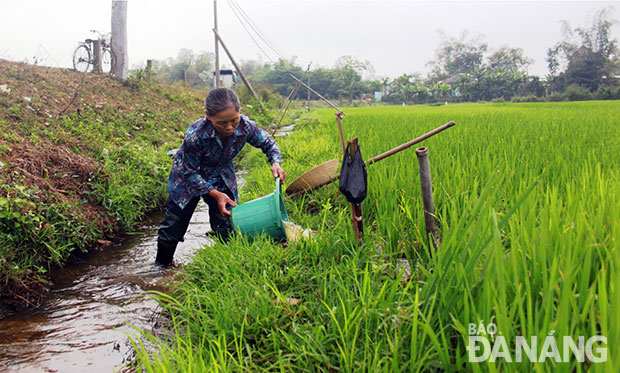 Mới đầu xuân, nhiều nông dân phải ra đồng tát nước chống hạn cho lúa.