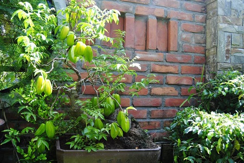 The ornamental starfruit tree weighed down with fruit. 