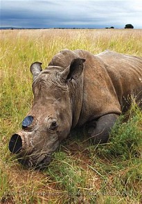 Rhinos are killed only for their horns (Photo : tuoitrenews)