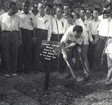 Ông Lý Quang DIệu trồng cây vào ngày 16/6/1963, mở đầu chiến dịch phủ xanh Singapore. Ảnh: Straits Times