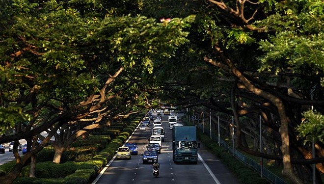 Những tuyến đường ở Singapore luôn rợp bóng cây. Ảnh: Straits Times