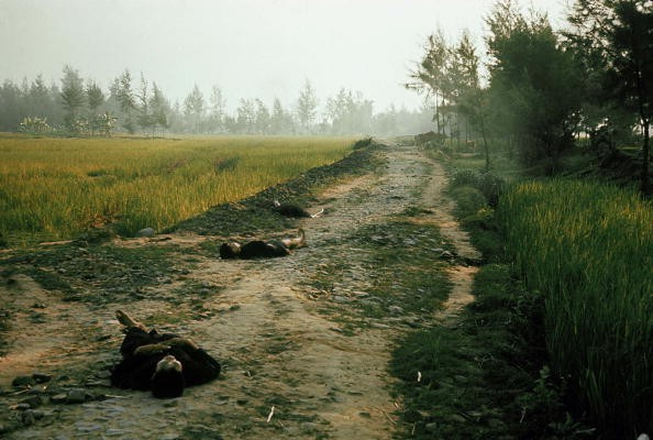 Xác 3 thường dân Việt Nam nằm giữa một con đường làng sau khi trúng đạn. Lính Mỹ dùng súng, lưỡi lê hoặc lựu đạn để giết chết dân thường. 