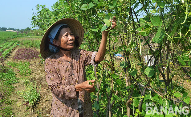 Với phong trào “Sống xanh”, phụ nữ quận Cẩm Lệ biến nhiều khu đất trống thành vườn rau. Trong ảnh: Bà Phan Thị Nguyện đang thu hoạch đậu.