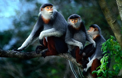 Red-shanked douc langurs on Son Tra Peninsula