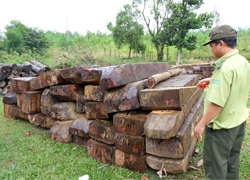 The seized poached timber (Source: Sai Gon Giai Phong)