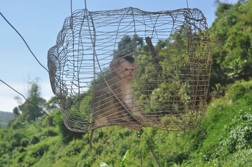 A trapped monkey