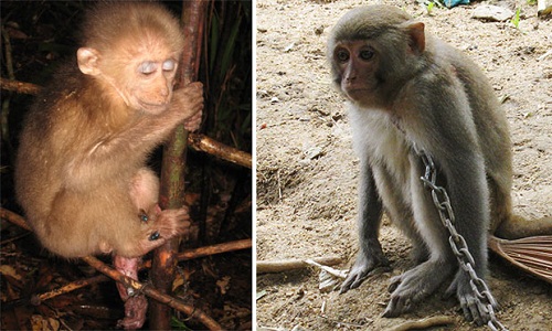  Ill-fated monkeys are being trapped and chained