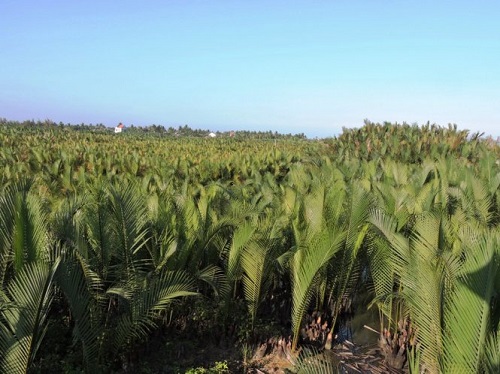 Bay Mau water coconut swamps, which serve as bountiful supplies for Cam Thanh craftspeople