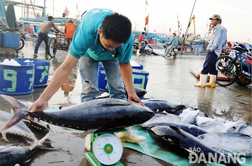 A fisherman weighing a tuna