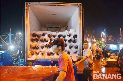 Tuna being loaded into a truck  