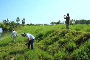 Vetiver grass