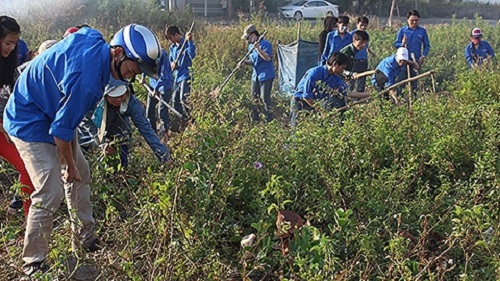 Youth Union members from Lien Chieu District clearing weeds (Photo: nhandan.com.vn)