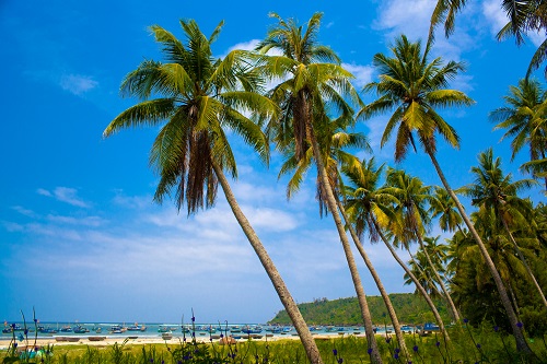  A corner of the coconut garden in Nui Thanh District’s Tam Hai Commune