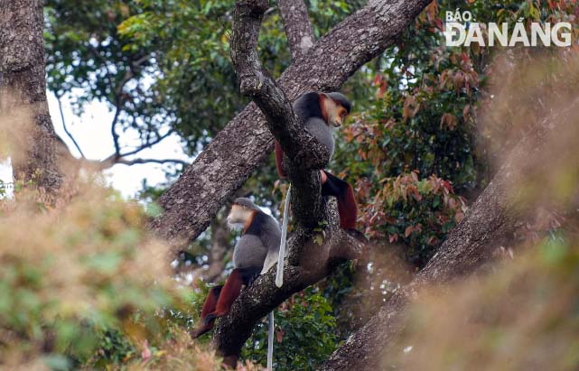 Giây phút thảnh thơi của hai chú vọoc trong ánh chiều tà. Ảnh Võ Hoàng Vũ