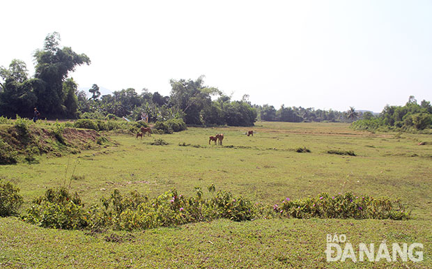 Diện tích đất trồng lúa ở thôn Phước Hậu bị bồi lấp nhiều năm, ảnh hưởng đến sản xuất, đời sống của nhiều hộ dân.