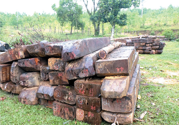 Gỗ lậu thu giữ ở vụ phá rừng Cà Nhông gây rúng động dư luận ở thành phố Đà Nẵng hồi đầu tháng 10-2014.