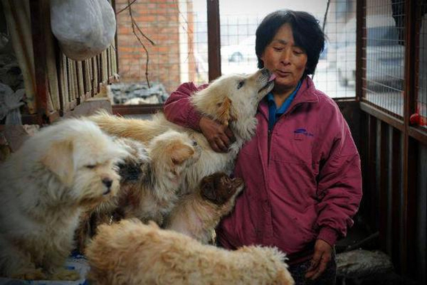 Bà Yang Xiaoyun, 65 tuổi đã vượt quãng đường hơn 2.658 km để tới Ngọc Lâm “giải thoát” cho 100 chú chó với giá 1.000 USD.