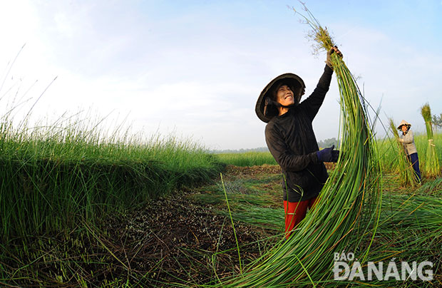 Chọn những cây đúng tiêu chuẩn.