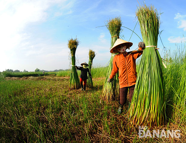 Gánh cói lên khỏi ruộng.