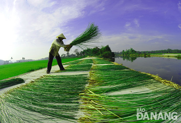 Phơi cói trên những con đường bê-tông thẳng tắp.