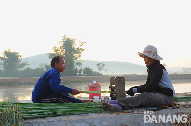 Nhiều gia đình không đưa cói về nhà mà tiến hành chẻ cói ngay sau khi đưa lên bờ.