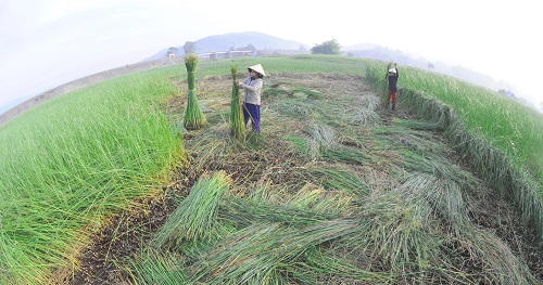  Sedges are cut manually by sickle