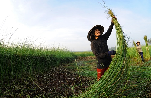   Farmers choosing the best sedge branches…