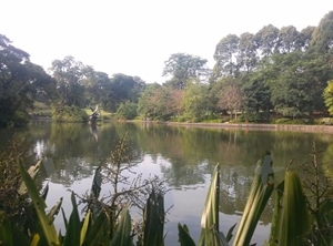 A corner of the Singapore Botanic Gardens