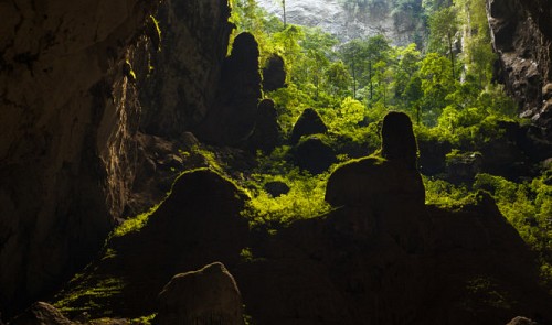 A forest in Son Doong Cave, located in the Phong Nha-Ke Bang National Park in Quang Binh Province.