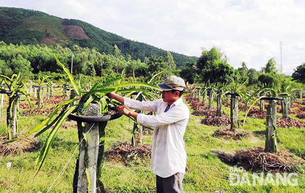 Nông dân xã Hòa Sơn đang chăm sóc vườn thanh long ruột đỏ.