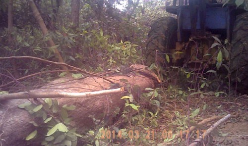 Machines are taken into forests to chop down trees in the central region of Viet Nam