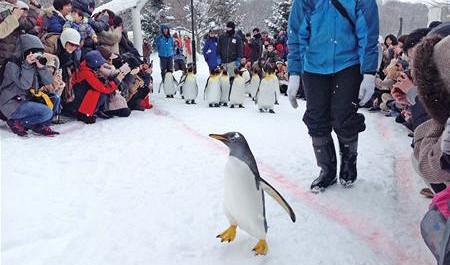 A penguin is seen doing 'morning exercise' at Asahiyama Zoo in Hokkaido, Japan. Tuoi Tre