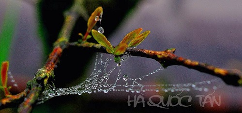 ‘Nhung Giot Suong’ (Dewdrops)