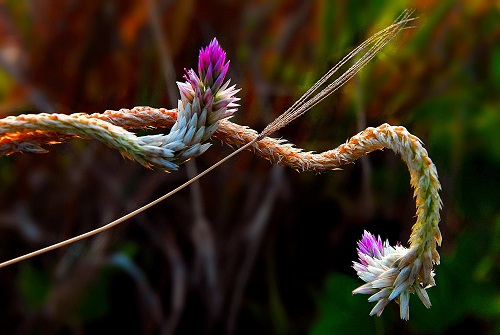    ‘Hoa Co’ (Flowers and Grasses)