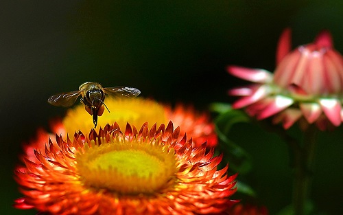  ‘Ong Hut Nhuy Hoa’ (A Bee Sucking Flower Nectar)